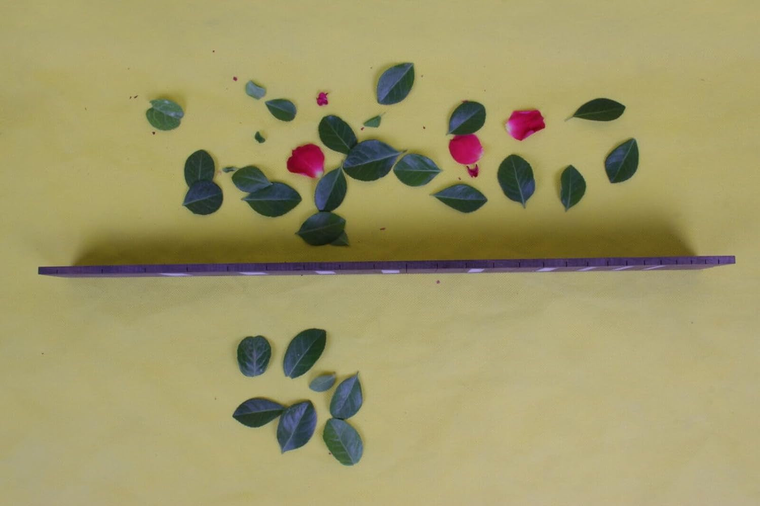 22 Fret Electric Guitar Fingerboard 24.75 Inch Rosewood Fretboard for Guitar Replacement Parts Chromatic Trapezoid Inlay DIY with Binding(Color)